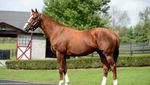 california-chrome.jpg